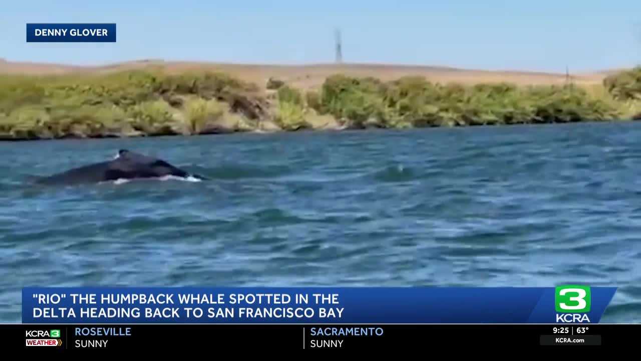 Humpback whale 'Rio' is headed west in the Delta toward San Francisco Bay — WESH 2 Orlando, Minot Community news