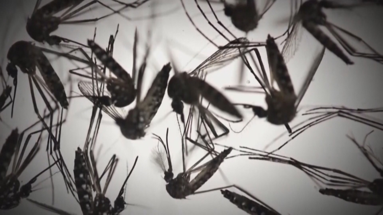 Mosquito-borne infections, dengue prompt local state of emergency in Pasco County — WTSP 10 Tampa Bay
